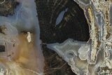 Petrified Wood (Schinoxylon) Limb Section - Blue Forest, Wyoming #371125-1
